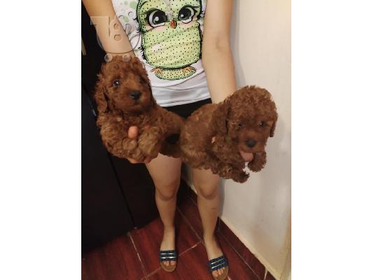 Red to that poodle